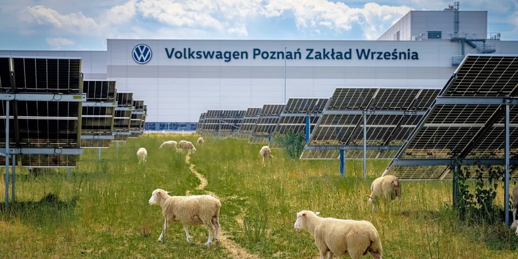 Volkswagen transforma su producción energética con un rebaño de 31.000 ovejas solares